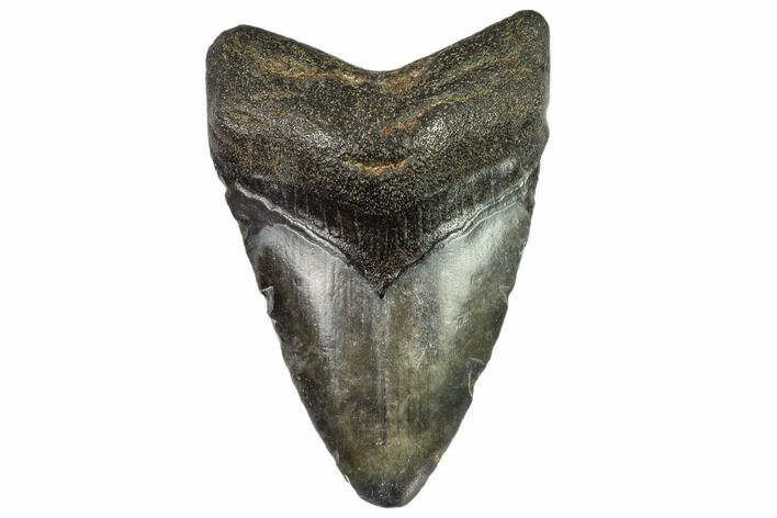 Juvenile Megalodon Tooth - Georgia #111599